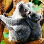 Drăguț ursuleț Koala